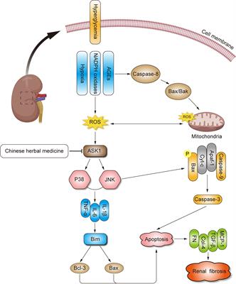 Promising therapeutic mechanism for Chinese herbal medicine in ameliorating renal fibrosis in diabetic nephropathy